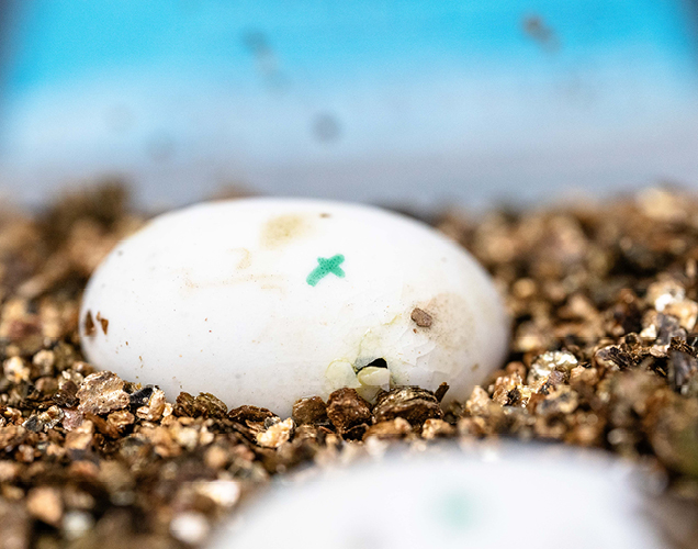 turtle eggs